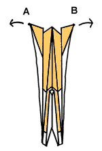 Brooklyn Origami Art Deco Phoenix 24